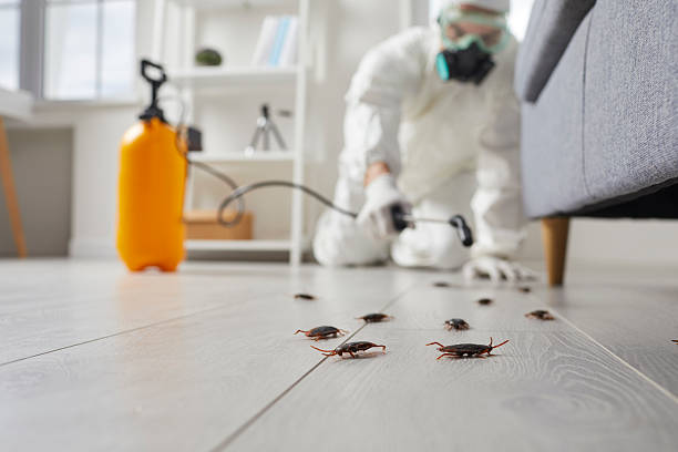 Commercial Kitchen Cockroach Control in Clarkson Valley